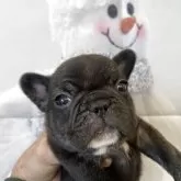 フレンチブルドッグ