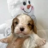 キャバリア【北海道・男の子・2025年11月10日・ブレンハイム】の写真1