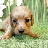 ミニチュアダックスフンド(ロング)【北海道・男の子・2025年3月29日・クリアレッド】の写真1