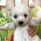 ビションフリーゼ