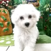 ビションフリーゼ
