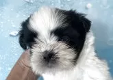 シーズー【北海道・男の子・2025年7月2日・ブラックアンドホワイト】の写真2