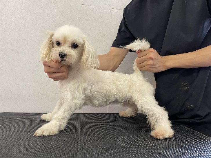 マルチーズ【・女の子・2023年1月28日・ホワイト】