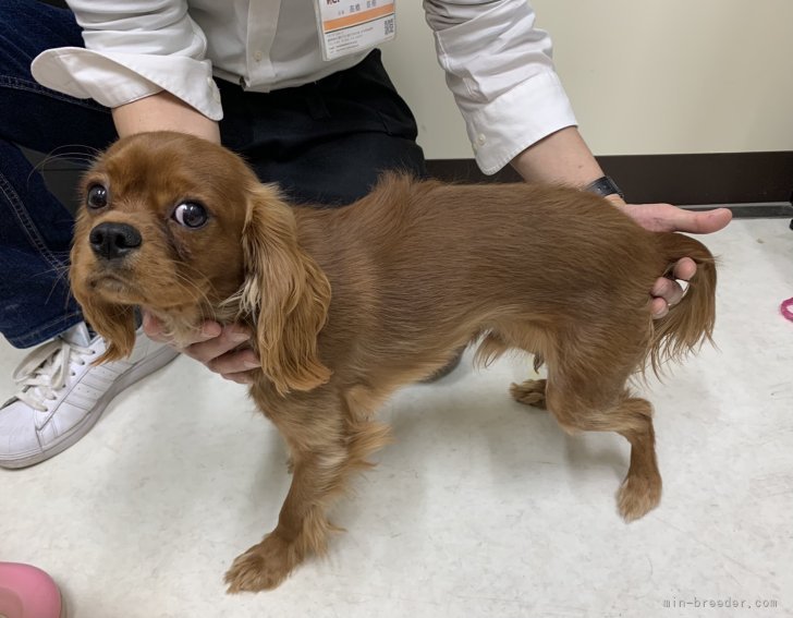 キャバリア【・男の子・2020年8月28日・ルビーアンドホワイト】「キャバリア　キャラメルです」