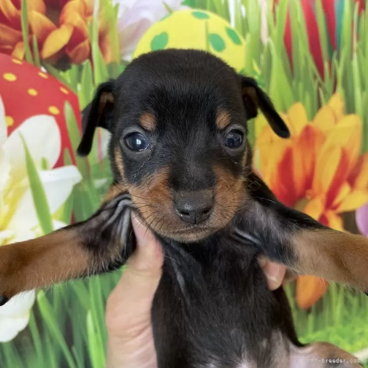 くみちょう 様のお迎えした子犬