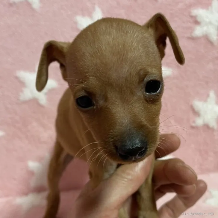 ジャルダン 様のお迎えした子犬