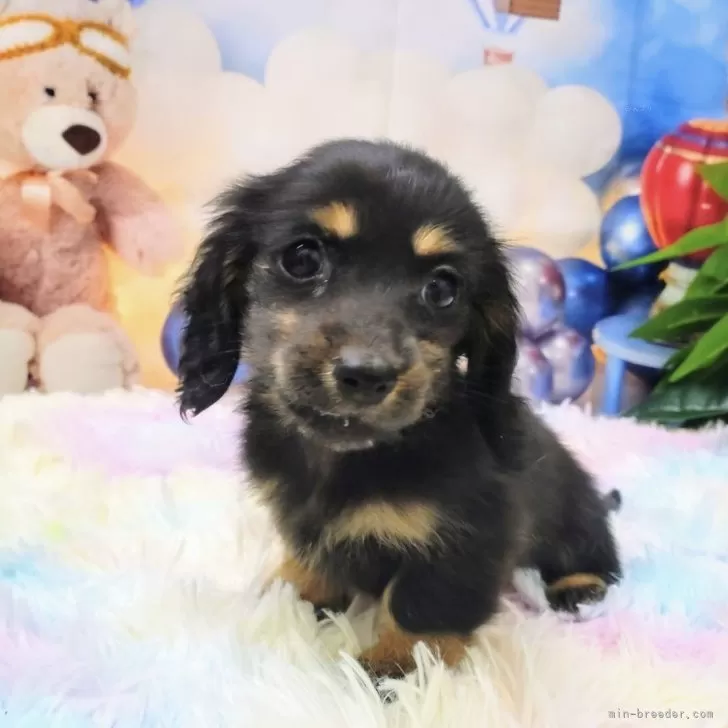 ID：2406-05526の子犬