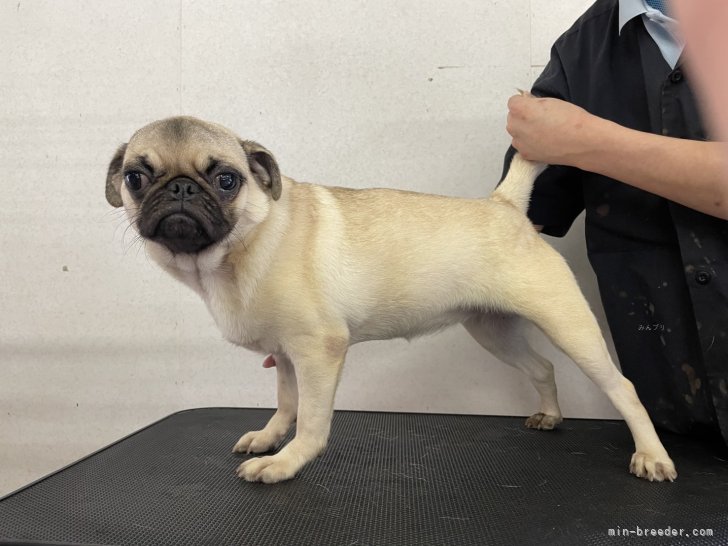 パグ【・女の子・2024年12月3日・フォーン】