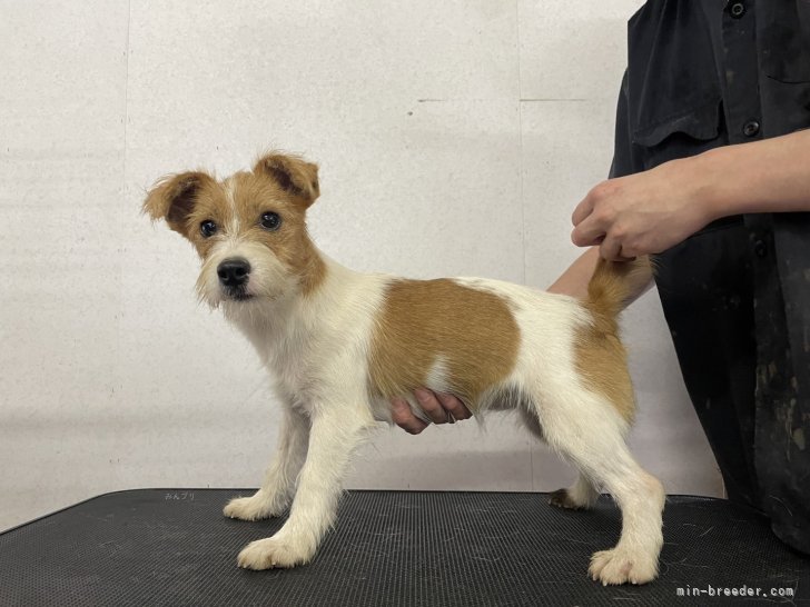 ジャックラッセルテリア【・女の子・2024年10月12日・ホワイトアンドタン】