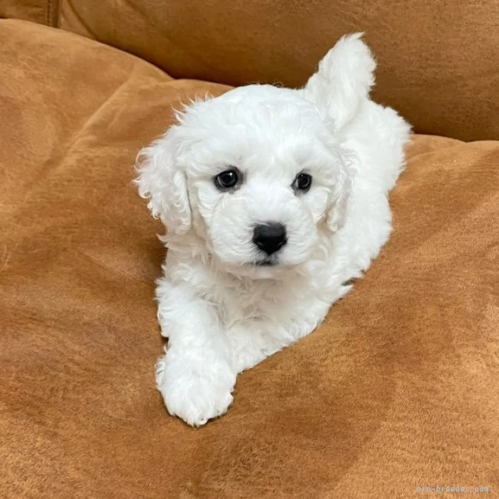 ID：2306-05637の子犬