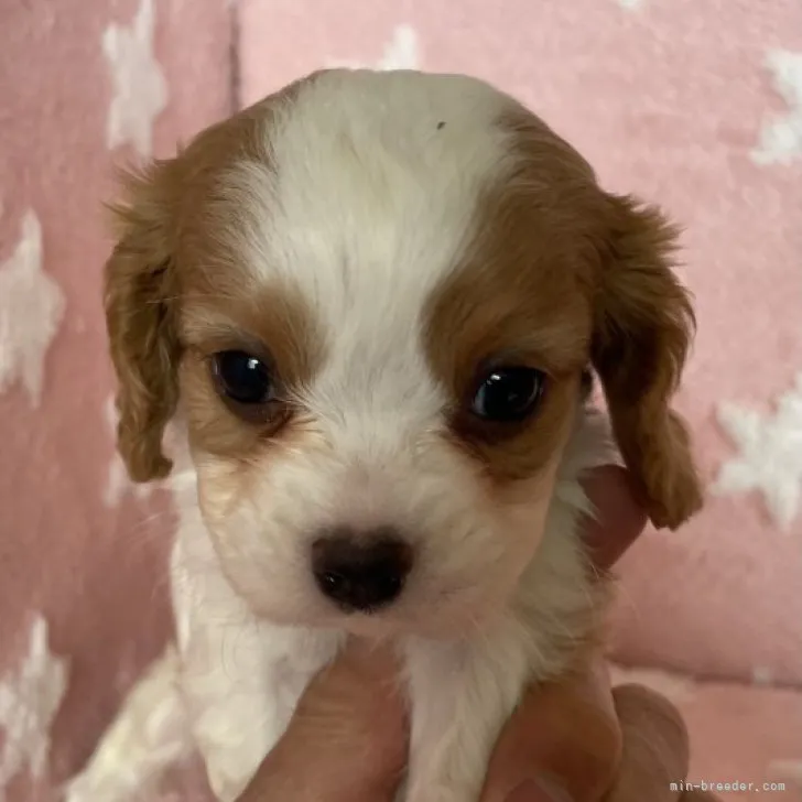 ID:2304-05515の子犬