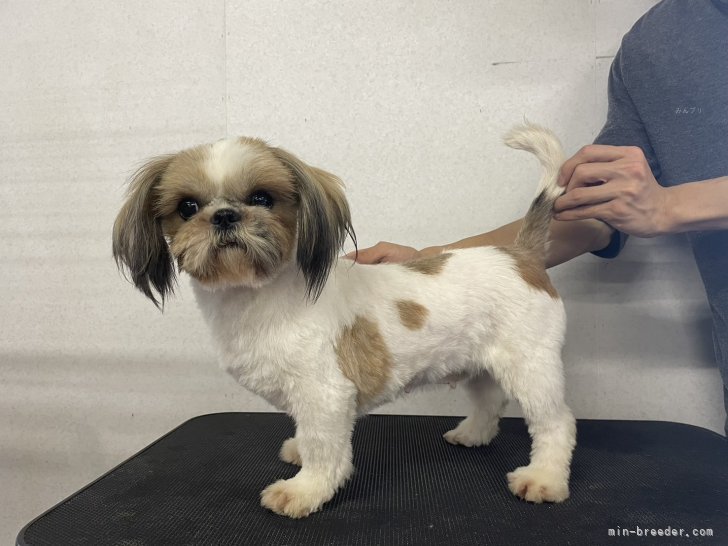 シーズー【・女の子・2022年11月17日・ホワイトアンドゴールド】