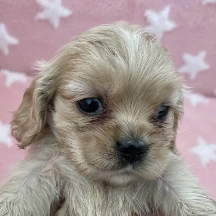 ID：2306-05633の子犬