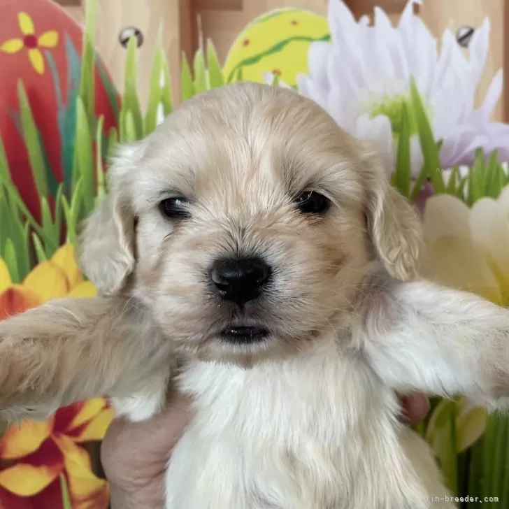 ID：2405-05065の子犬