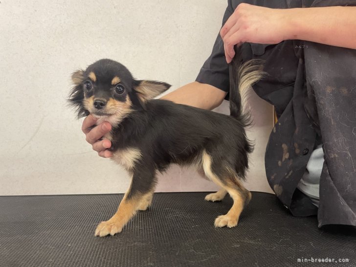 チワワ(ロング)【・女の子・2024年11月19日・ブラックアンドクリーム】