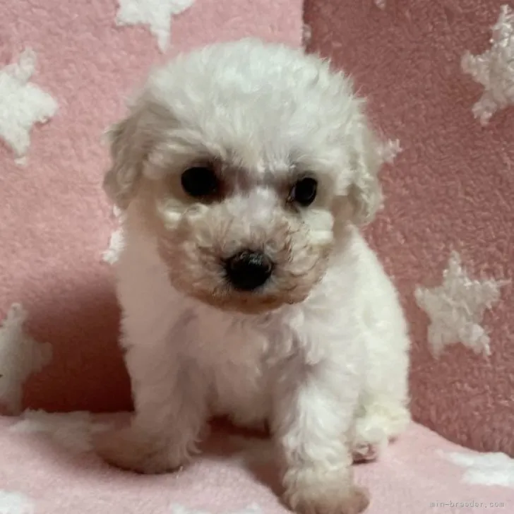 ID：2308-05186の子犬