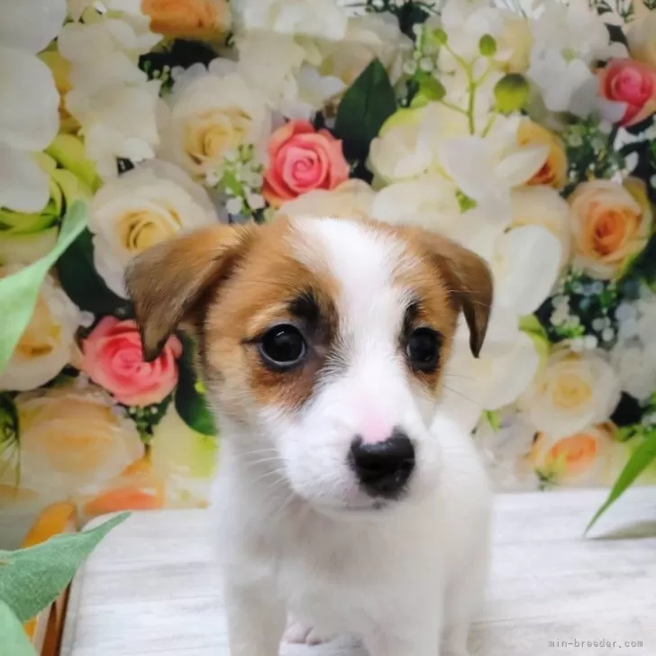 ID:2401-05539の子犬