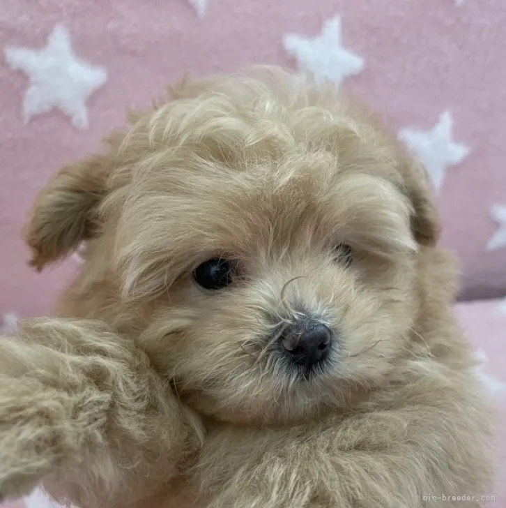 ID:2306-05979の子犬