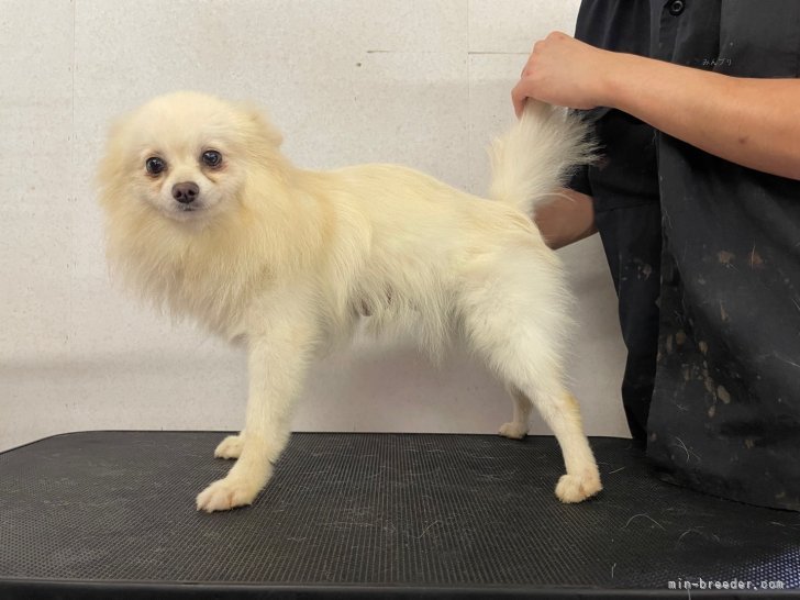 ポメラニアン【・女の子・2024年8月5日・ホワイト】