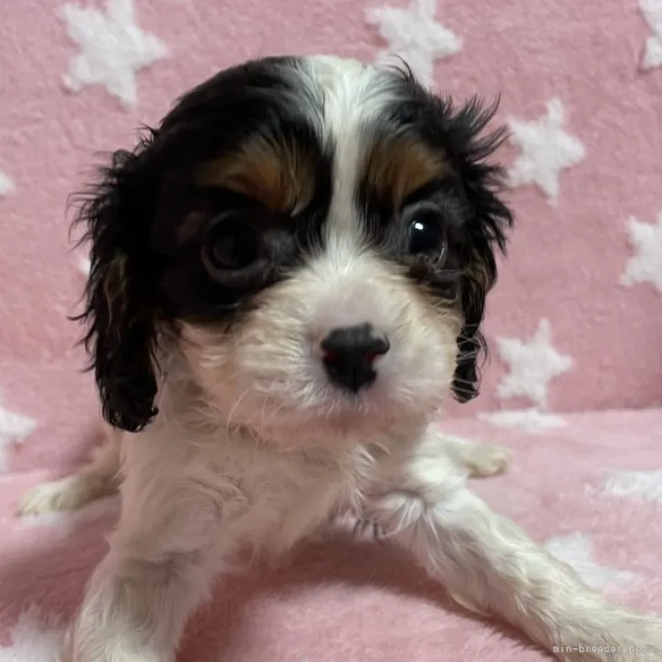ID:2302-04158の子犬