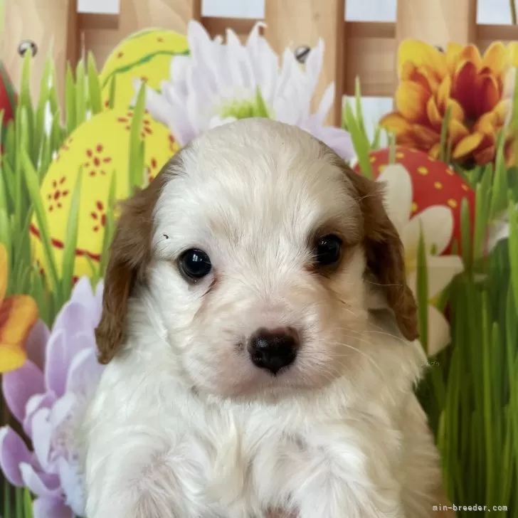 ID：2403-03692の子犬