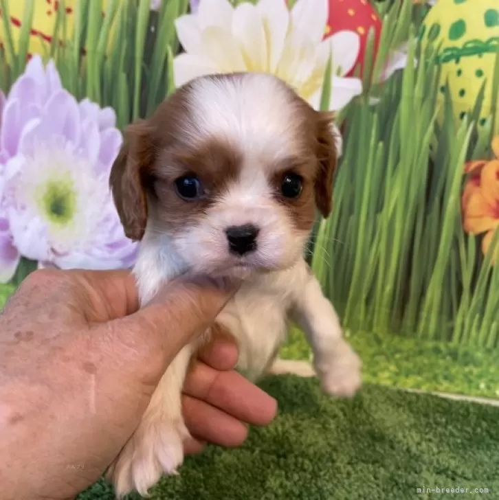 ID:2312-03047の子犬