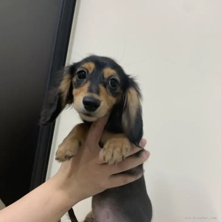 ID：2210-03971の子犬