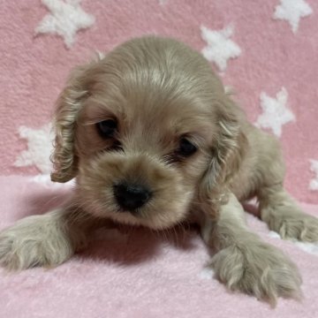 アメリカンコッカースパニエル【北海道・女の子・2023年7月13日・バフ】の写真「バフの女の子です！」