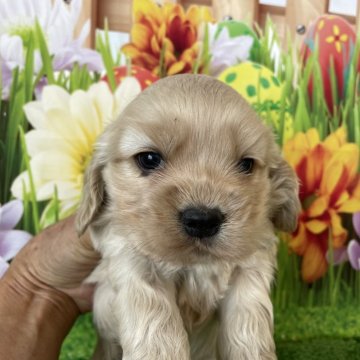 アメリカンコッカースパニエル【北海道・男の子・2023年12月16日・バフ】の写真「バフの女の子です！」