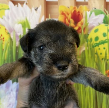 ミニチュアシュナウザー【北海道・男の子・2024年5月4日・ソルトアンドペッパー】の写真「お茶目な可愛い子です！」