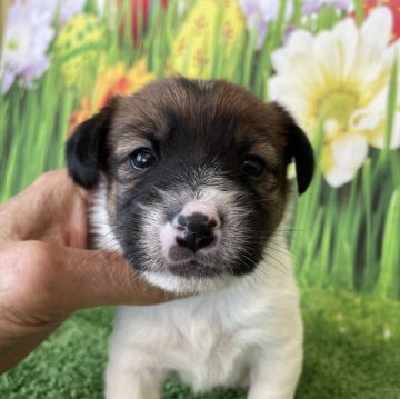 ジャックラッセルテリア【北海道・女の子・2023年12月27日・ホワイトアンドタン】の写真「可愛い女の子です！大人っぽくなりました！」