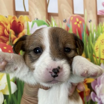 ジャックラッセルテリア【北海道・女の子・2023年12月27日・ホワイトアンドタン】の写真「可愛い女の子です！　」