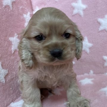 アメリカンコッカースパニエル【北海道・男の子・2022年12月23日・バフ】の写真「バフの男の子です」