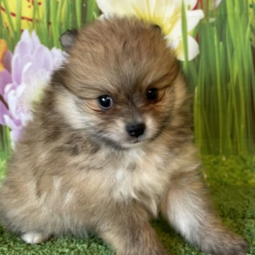 ポメラニアン【北海道・女の子・2024年8月5日・オレンジセーブル】の写真「オレンジセーブルの女の子です」