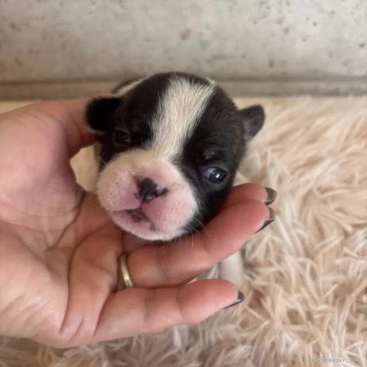 フレンチブルドッグ【鹿児島県・女の子・2025年10月23日・パイド】の写真1「ママのお乳たっぷり飲んでスクスク成長中」