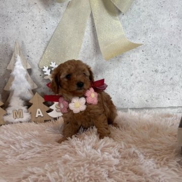 トイプードル(タイニー)【鹿児島県・女の子・2025年10月13日・アプリコット】の写真「小さめな女の子」