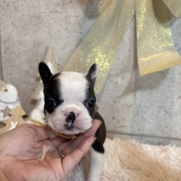 フレンチブルドッグ【鹿児島県・女の子・2025年10月23日・パイド】の写真「ママのお乳たっぷり飲んでスクスク成長中」