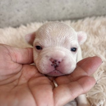 フレンチブルドッグ【鹿児島県・女の子・2025年10月23日・クリーム】の写真「ママのお乳たっぷり飲んでスクスク成長中」