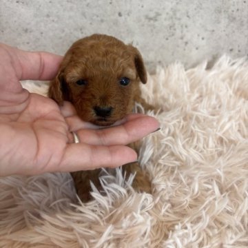 トイプードル(タイニー)【鹿児島県・女の子・2025年10月13日・アプリコット】の写真「小さめな女の子」