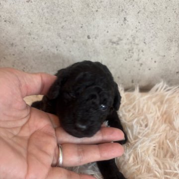 タイニープードル【鹿児島県・男の子・2025年10月22日・シルバー】の写真「今からシルバーに進化していきます」