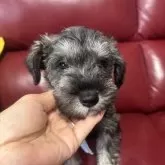 ミニチュアシュナウザー【鹿児島県・女の子・2025年8月24日・ソルトアンドペッパー】の写真1「離乳食開始しました。お目目パッチり可愛い女の子」