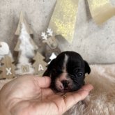 フレンチブルドッグ