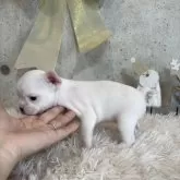 フレンチブルドッグ【鹿児島県・女の子・2025年10月23日・クリーム】の写真2