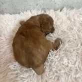 タイニープードル【鹿児島県・女の子・2025年10月13日・アプリコット】の写真3