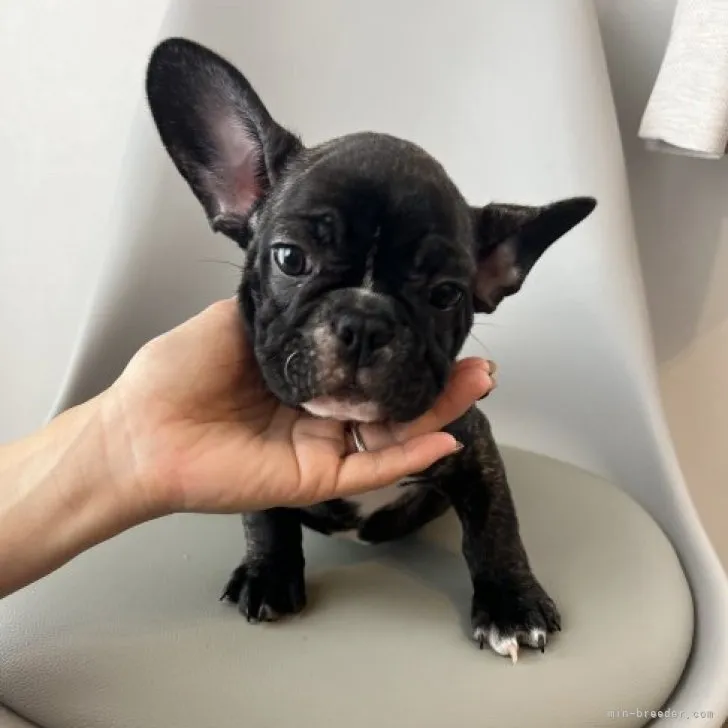 ID：2309-03593の子犬