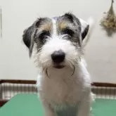 ジャックラッセルテリア