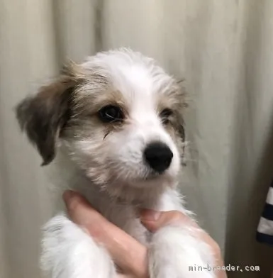 ID:1912-00018の子犬