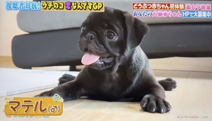 テレビに出ました📺｜吉岡　美沙季(よしおか　みさき)ブリーダー(兵庫県・トイプードルなど・JKC登録)の紹介写真9
