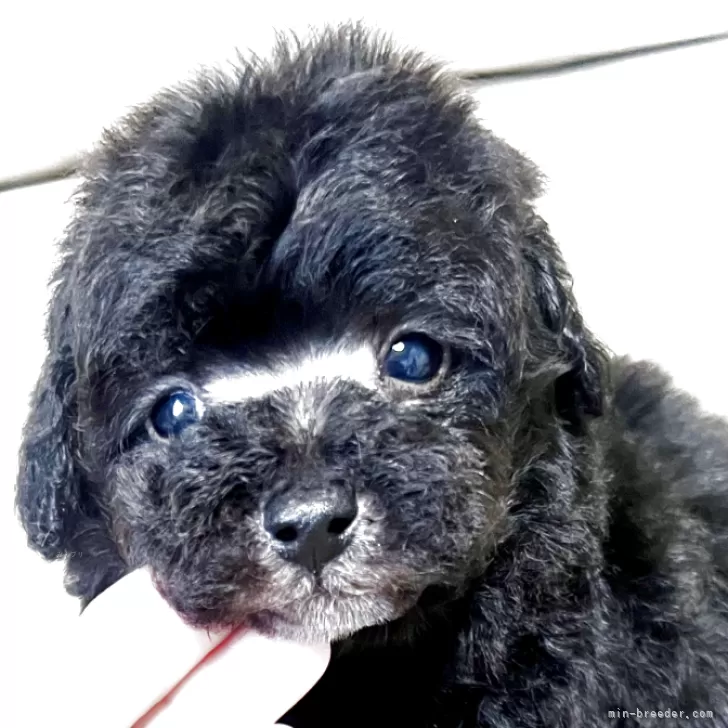 E.I 様のお迎えした子犬