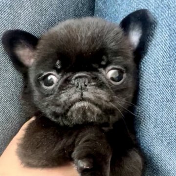 パグ【兵庫県・男の子・2025年9月30日・ブラック】の写真「優しい男の子♡」